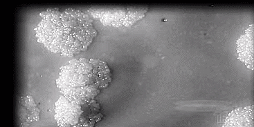 6.gif