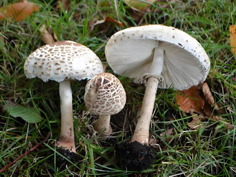 1759496902943142.jpg 1_副本.jpg